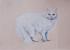 Евсеева Анастасия Григорьевна, Мои снежные животные - кошка Бэль, акварельные карандаши